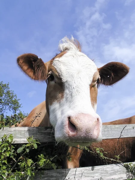 Vaca lechera — Foto de Stock