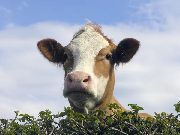 Krowa mleczna — Zdjęcie stockowe