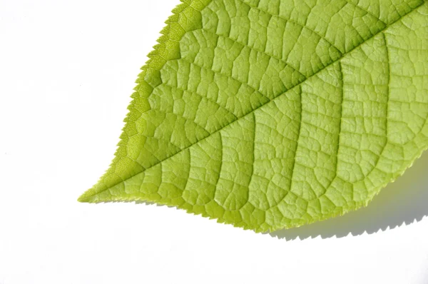 Plant leaf — Stock Photo, Image