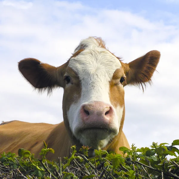 Vaca castanha — Fotografia de Stock