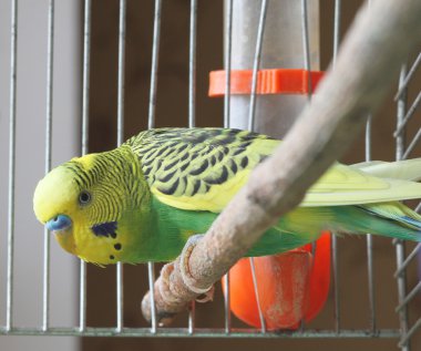 A parrot is in a cage clipart