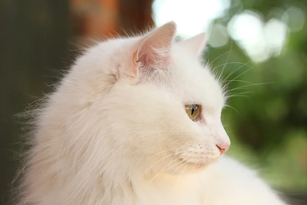 Señora-gato blanco — Foto de Stock