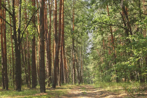 Strada forestale . — Foto Stock