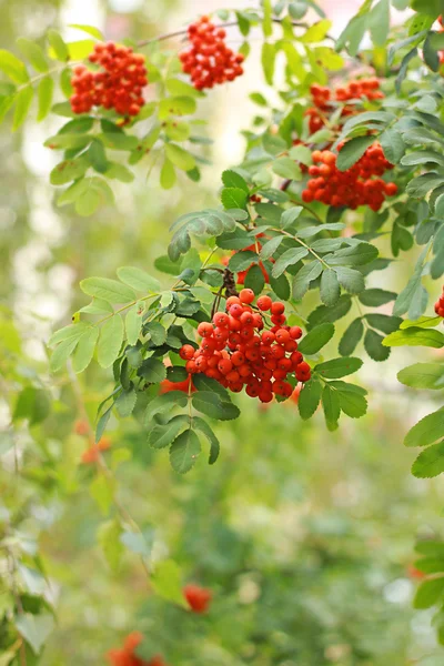 stock image Branch of wild ash