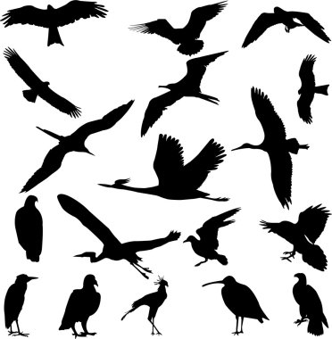 Birds clipart