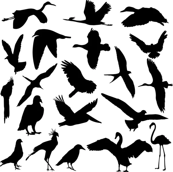 Kuşlar — Stok Vektör