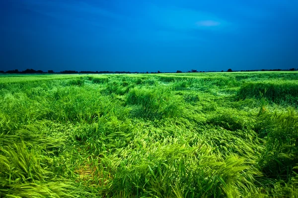 コムギ畑 — ストック写真