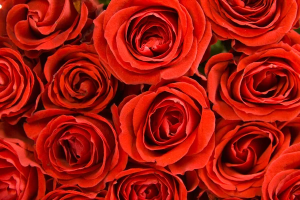 Falling rose petals — Stock Photo, Image