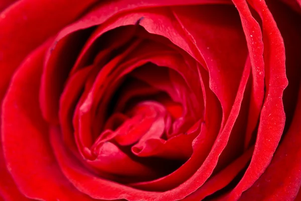 Caduta petali di rosa — Foto Stock