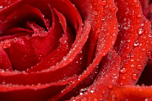 Falling rose petals — Zdjęcie stockowe