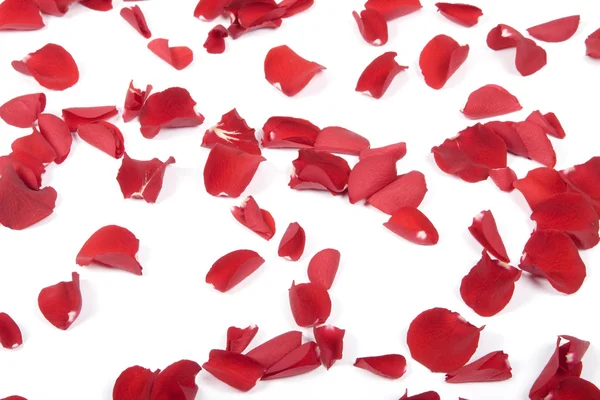 Fallende Rosenblätter — Stockfoto