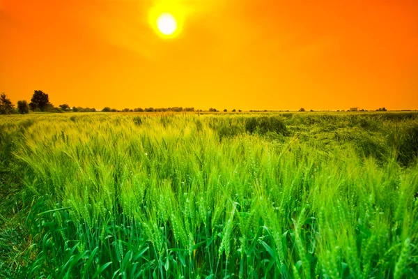 Sunset wheat field — Stock Photo, Image