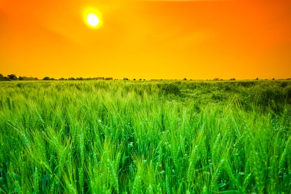 Západ slunce pšeničné pole — Stock fotografie