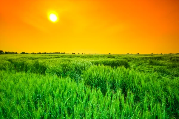 Champ de blé Sunset — Photo