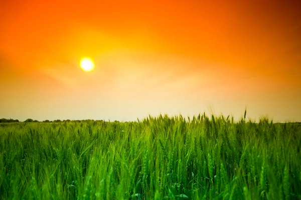 Tramonto campo di grano — Foto Stock