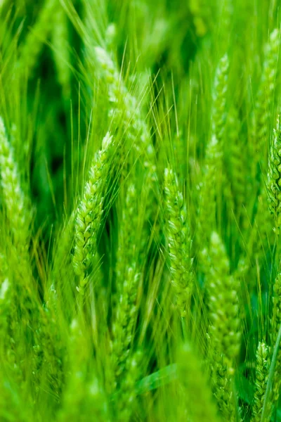 Закат пшеничного поля — стоковое фото