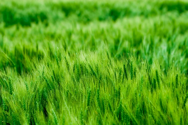 Gün batımı buğday alanı — Stok fotoğraf