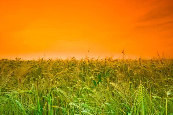 Gün batımı buğday alanı — Stok fotoğraf