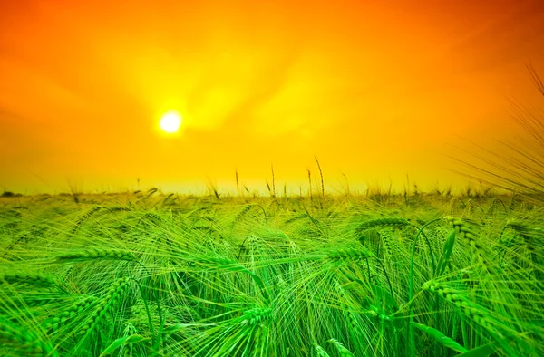 Champ de blé Sunset — Photo