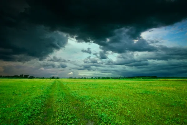Groen veld in de zomer — Stockfoto