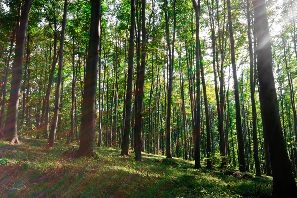 緑の森 — ストック写真
