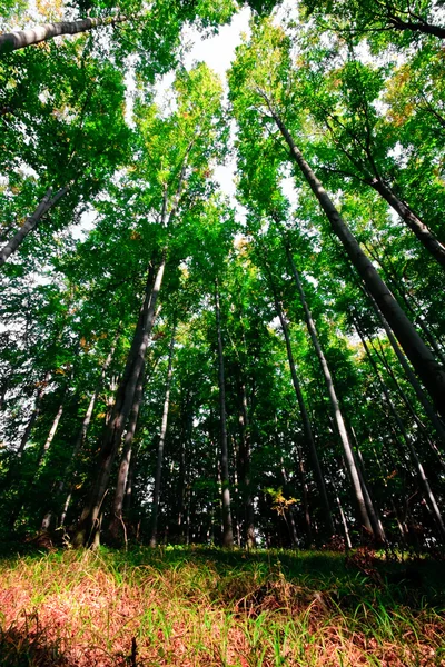 Forêt verte — Photo