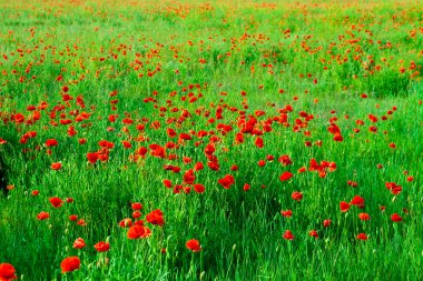 Kırmızı poppies alan