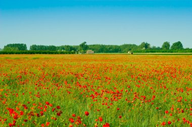 Kırmızı poppies alan