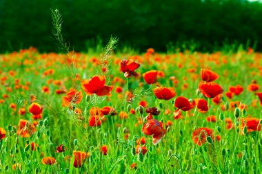 Kırmızı poppies alan