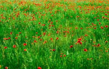 Kırmızı poppies alan