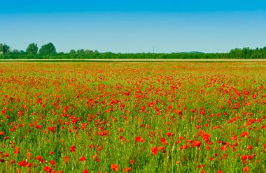 Kırmızı poppies alan