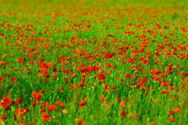 Kırmızı poppies alan