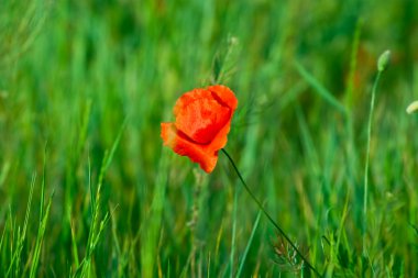 Kırmızı poppies alan