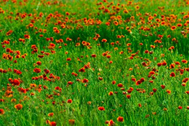 Kırmızı poppies alan