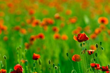 Kırmızı poppies alan