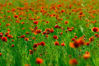 Kırmızı poppies alan