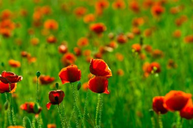 Kırmızı poppies alan