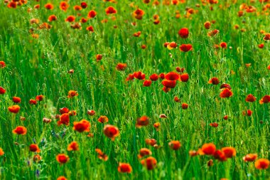 Kırmızı poppies alan