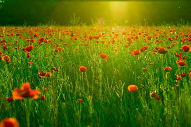 Kırmızı poppies alan