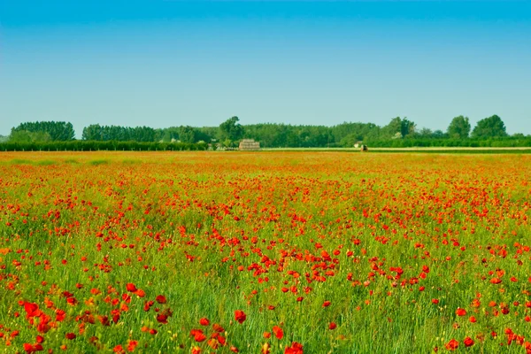 stock image Red poppies field