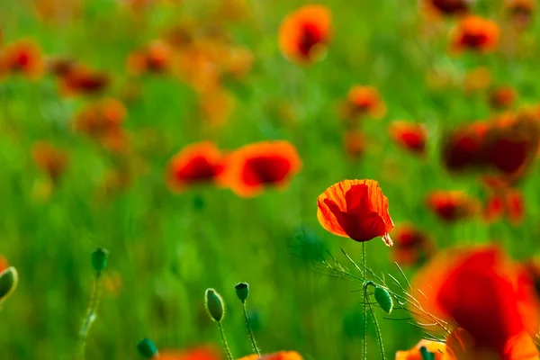 Червоні Маки з цвітом поля — стокове фото