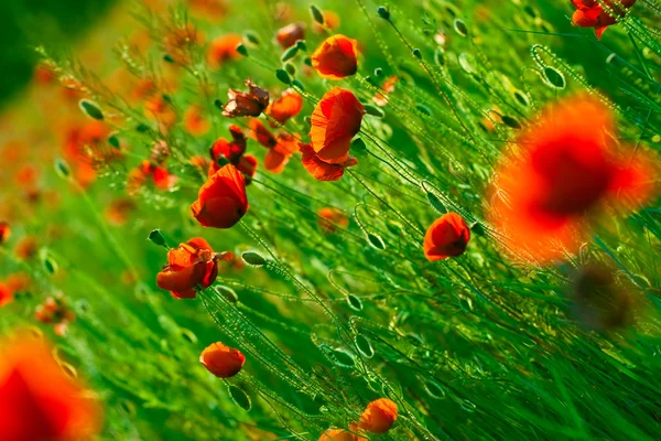 Câmp de maci roșii — Fotografie, imagine de stoc