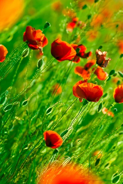 Red poppies field — Stock Photo, Image