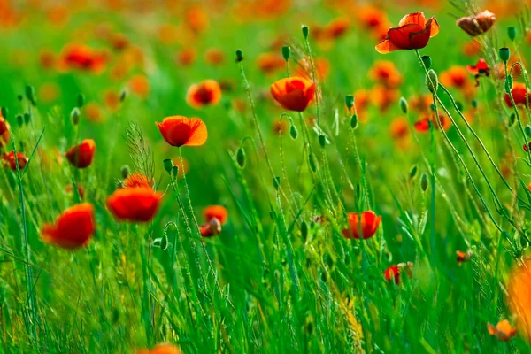 Червоні Маки з цвітом поля — стокове фото