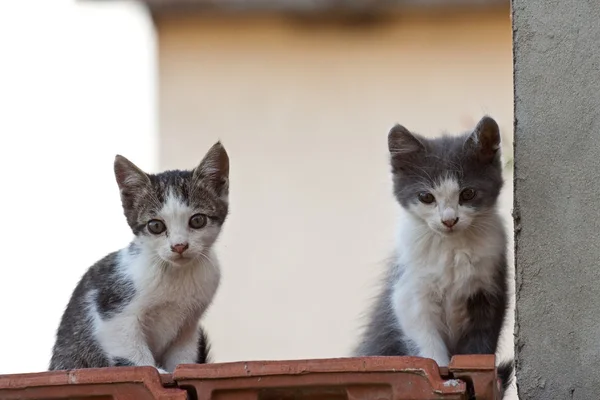 stock image Cat