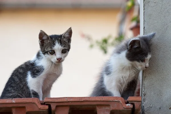 Stock image Cat