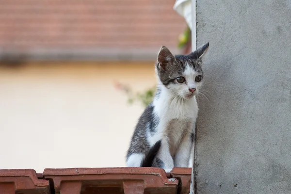 Gato — Fotografia de Stock