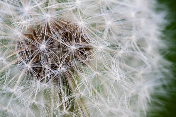 stock image Taraxacum Flower