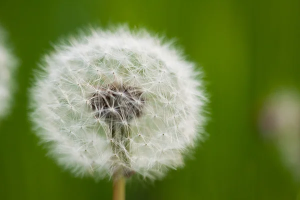 Flor de Taraxacum — Fotografia de Stock