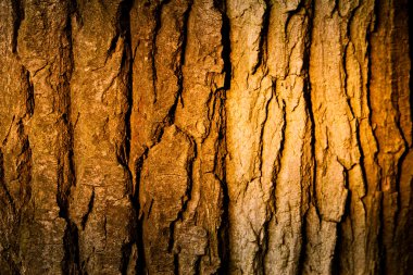 Texture of a tree bark clipart